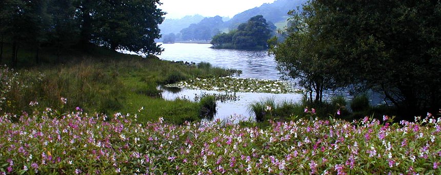 turifune flower