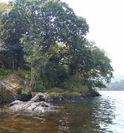 wildcat island